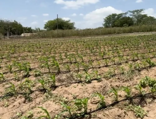 Projeto de Sistema de Produção Irrigado – Termo de Fomento Nº 975480/2025